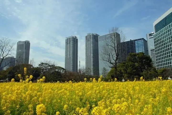 东京五大公园全攻略：从历史名园到现代绿洲