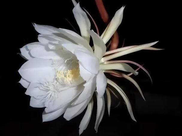 昙花一现，诠释生命之美：探索其花语与深邃象征，感悟瞬间永恒