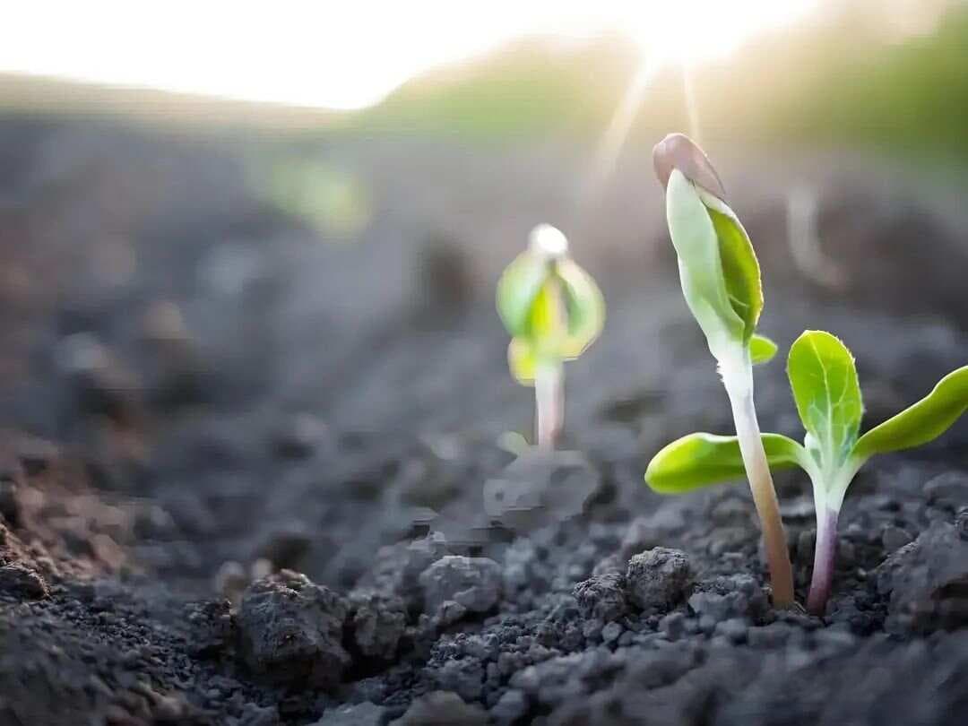 十六种植物调节剂的功效特点，注意事项。