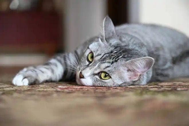 野生狸猫现在有多少种：探索多样性的秘密