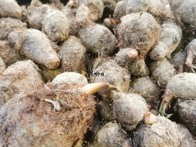 芋头：是凉性还是热性、食用益处与禁忌