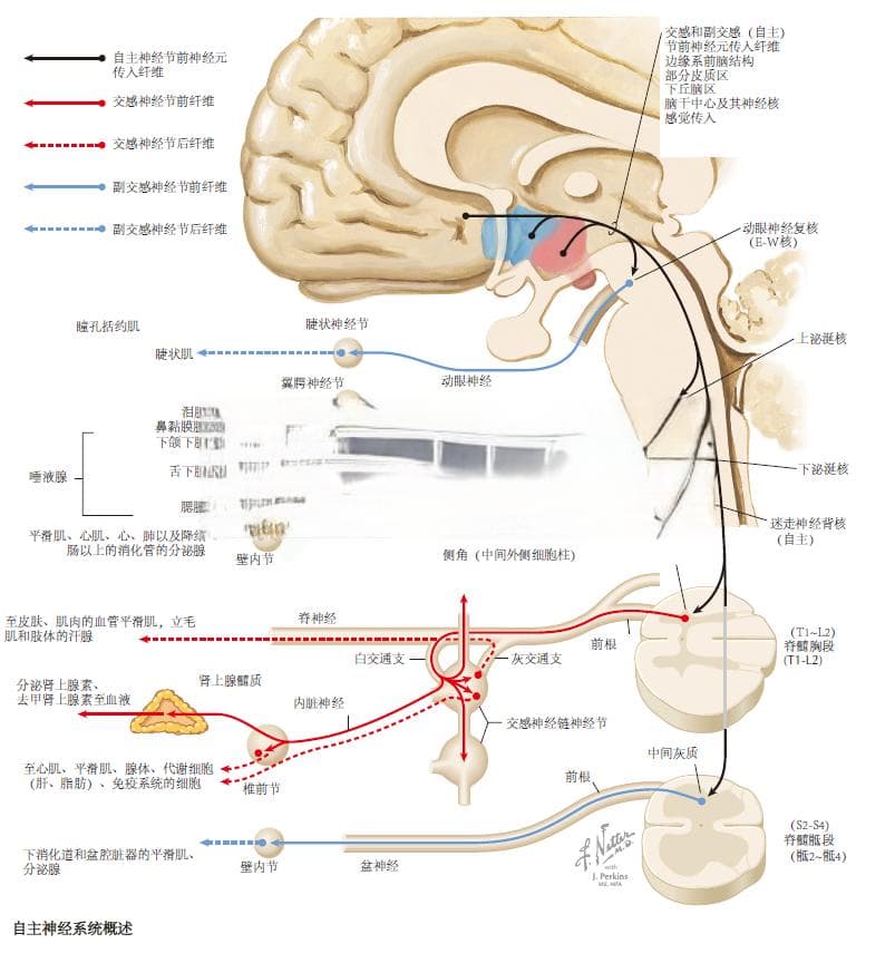 自主神经系统概述：结构、功能与临床意义