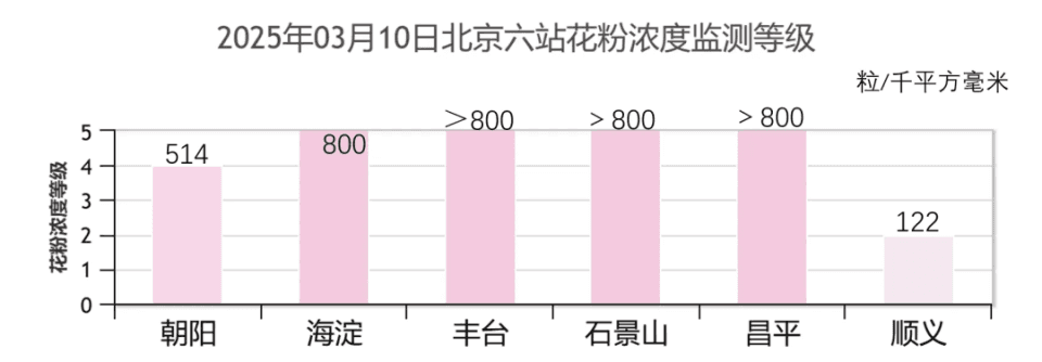 北方过敏人春天最恨的树，两个字