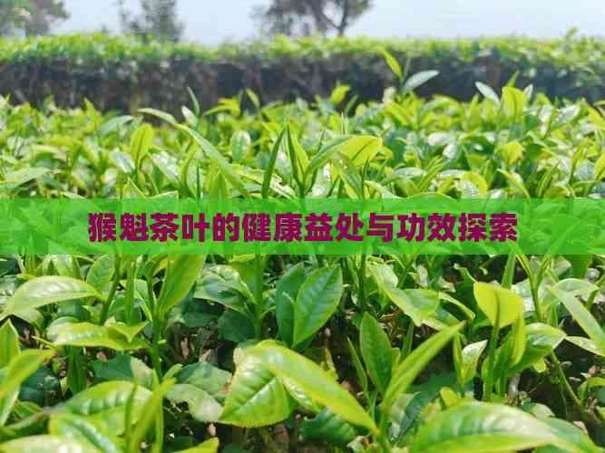 猴魁茶叶的健康益处与功效探索
