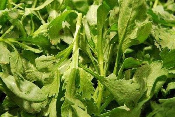 茼蒿种植技术和时间