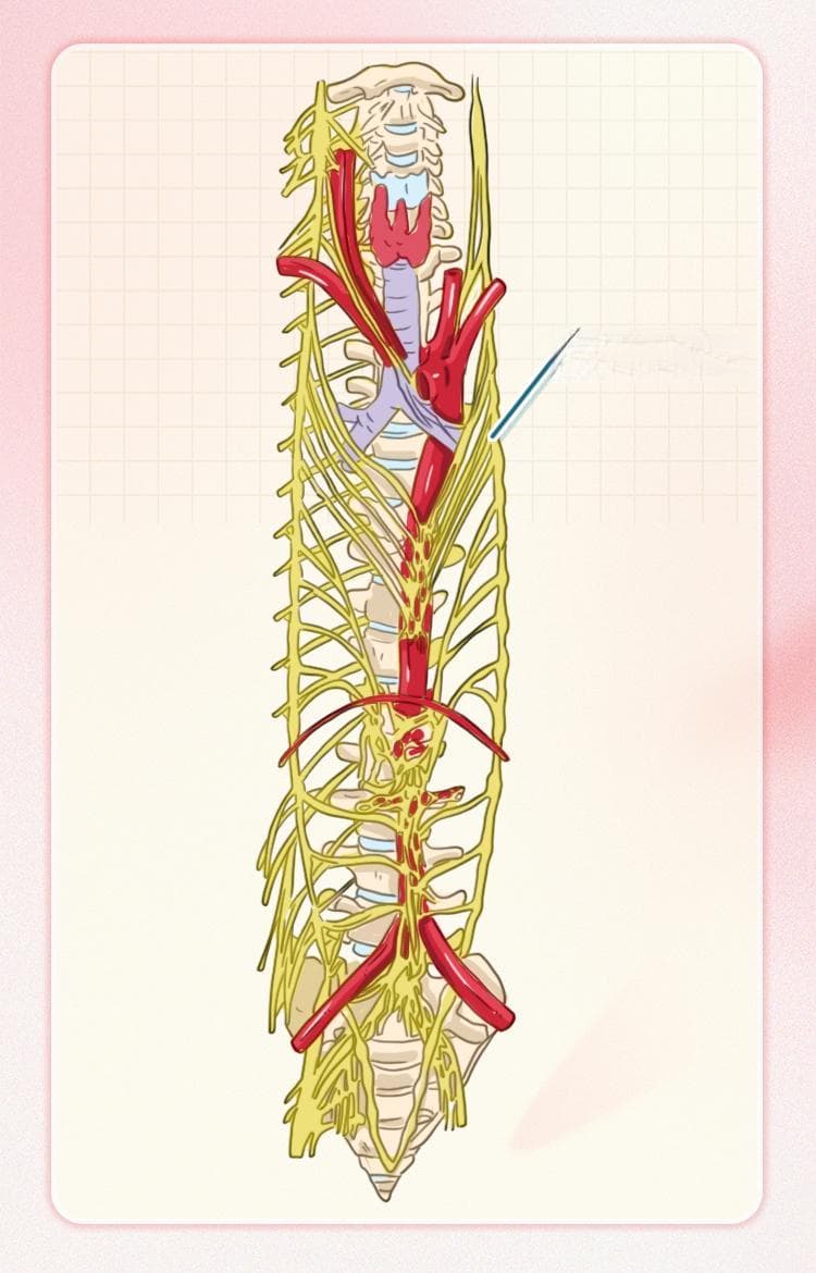 神经母细胞瘤之分期、类型与预后全解析