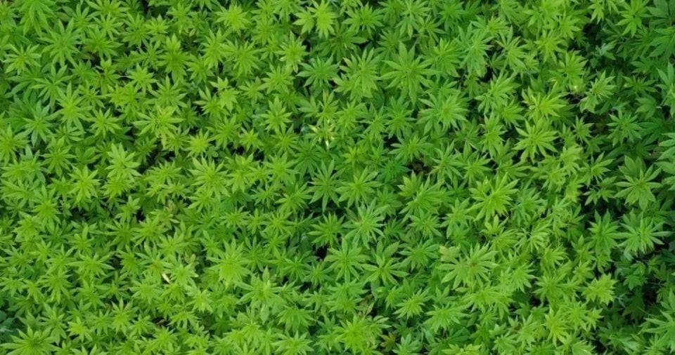 神奇的汉麻：一种能穿又能吃的植物