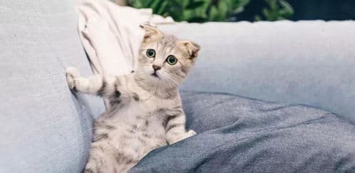 科学减肥，让猫咪重拾健康生活