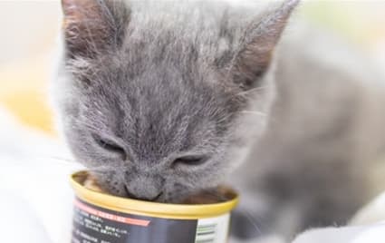 主食罐头可以代替猫粮吗？混合喂食需谨慎