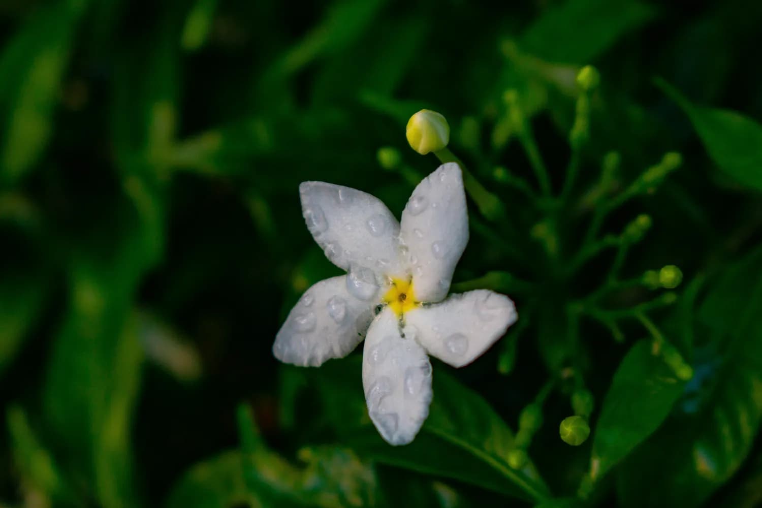 茉莉花：女生痛经的天然良方