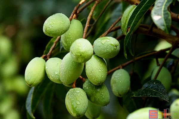 橄榄：营养价值与种植指南