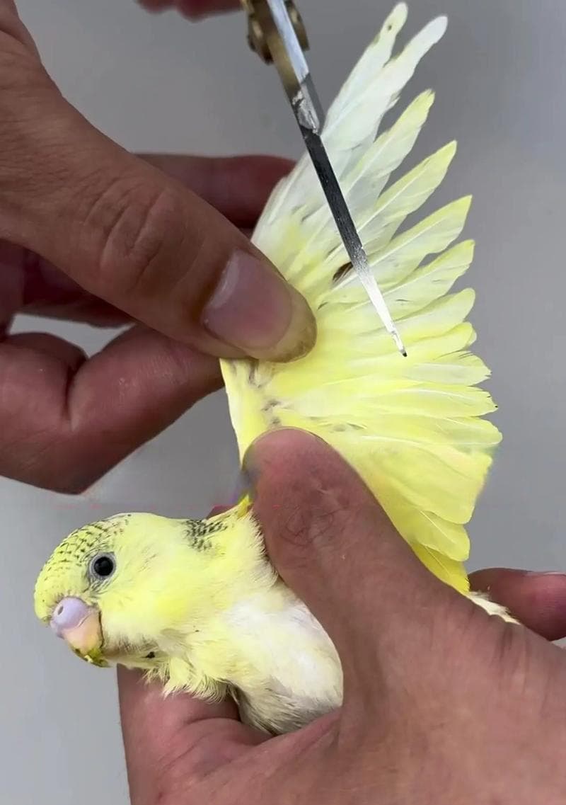 虎皮鹦鹉母鸟尾巴羽毛脱落会再生吗？如何促进羽毛生长？