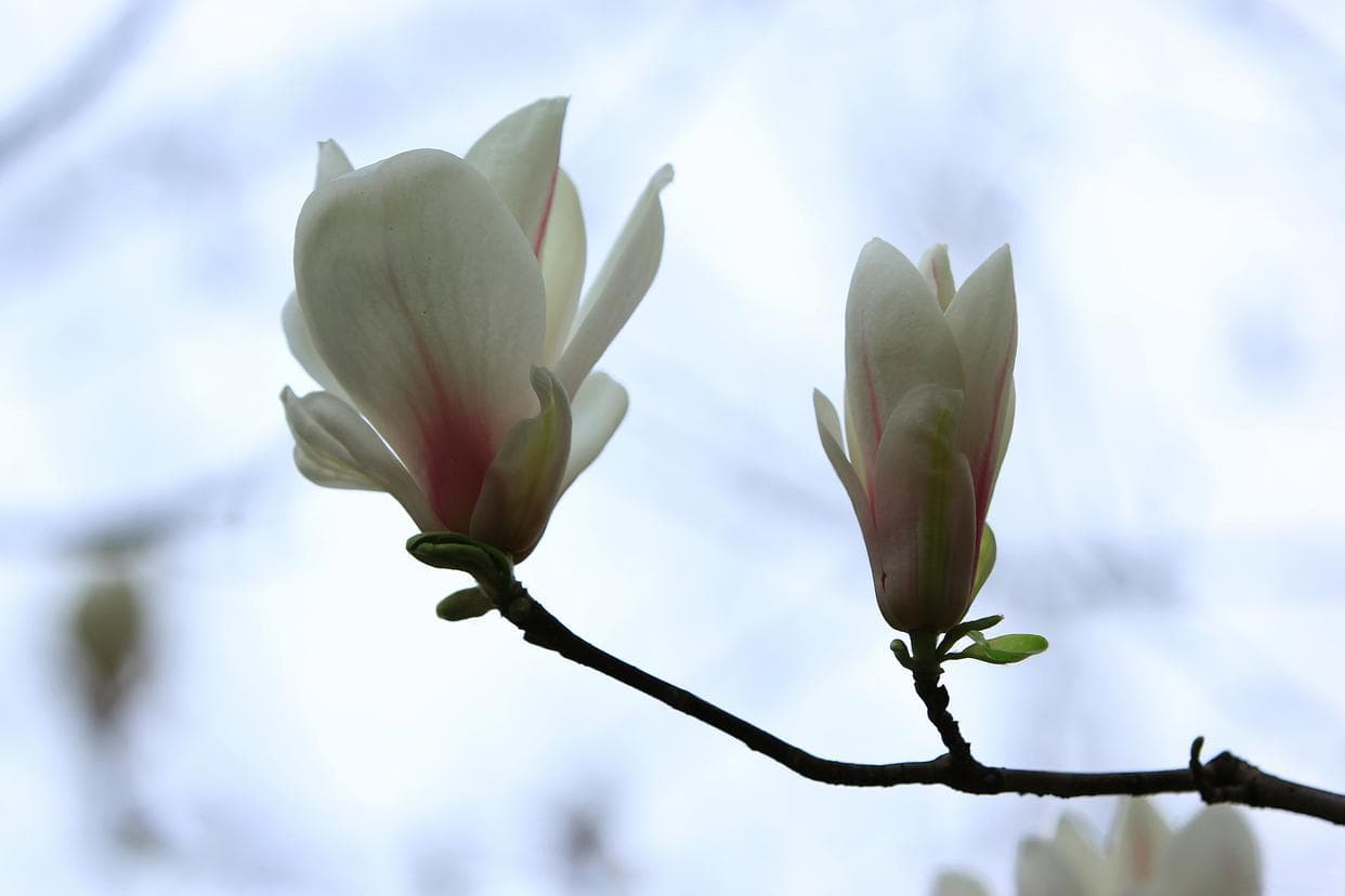 玉兰花：中国传统文化中的花语与象征