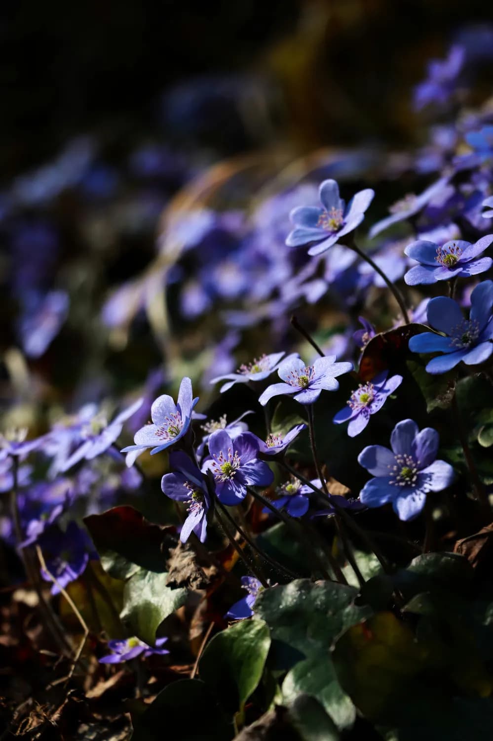 紫花地丁：清热解毒小能手