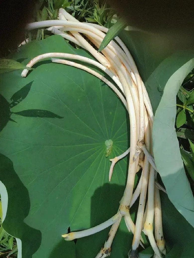 荷花那么好看，当然是要全吃掉啊！