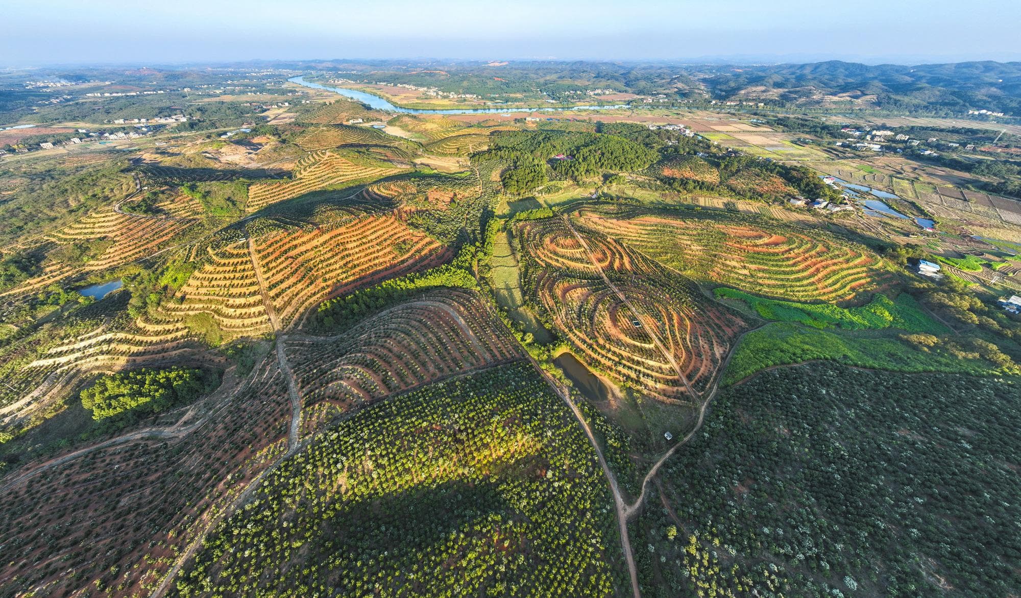 常宁油茶产业助增收