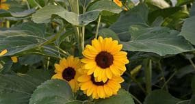 向日葵收获季节剖析：从播种到收获的全过程详解