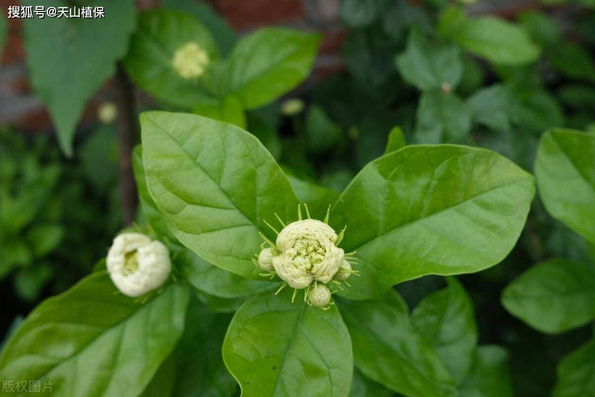 虎头茉莉的养殖方法和注意事项
