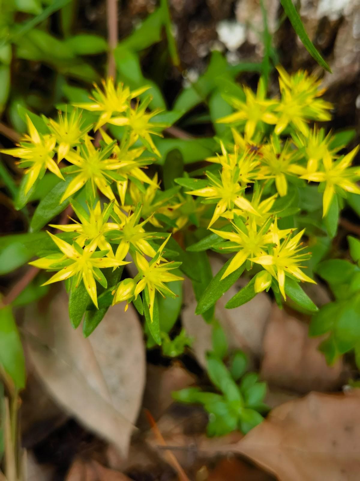 垂盆草（Sedum sarmentosum Bunge）：形态特征与药用价值