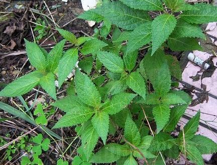 溪黄草：清热利湿、退黄祛湿的民间草药