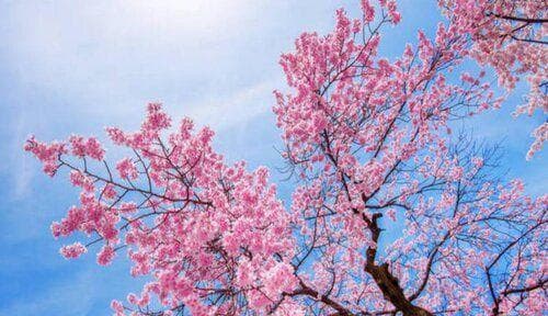 樱花盛开时节（日本樱花开花季节及文化背景）