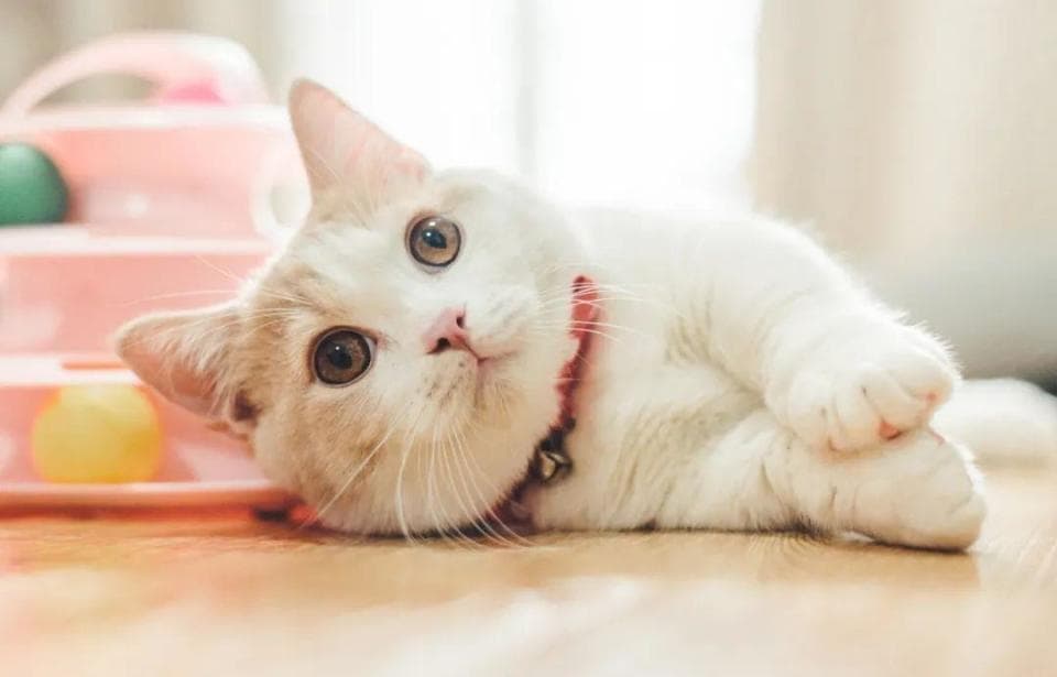 春节期间，猫咪应激怎么办？三招减少伤害！