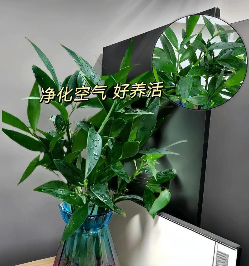 家庭防蚊植物有哪些？如何选择适合家里的防蚊植物？