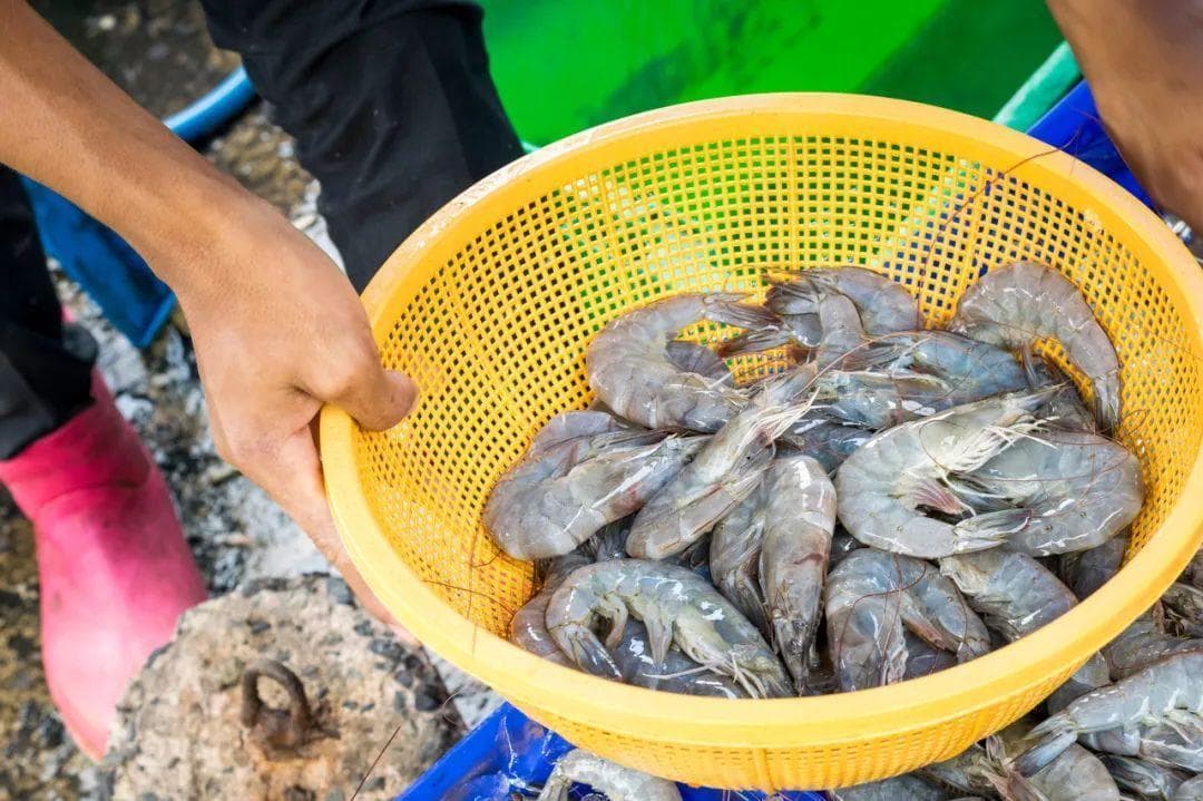 养殖虾都是吃抗生素、激素长大的，真的不建议吃？