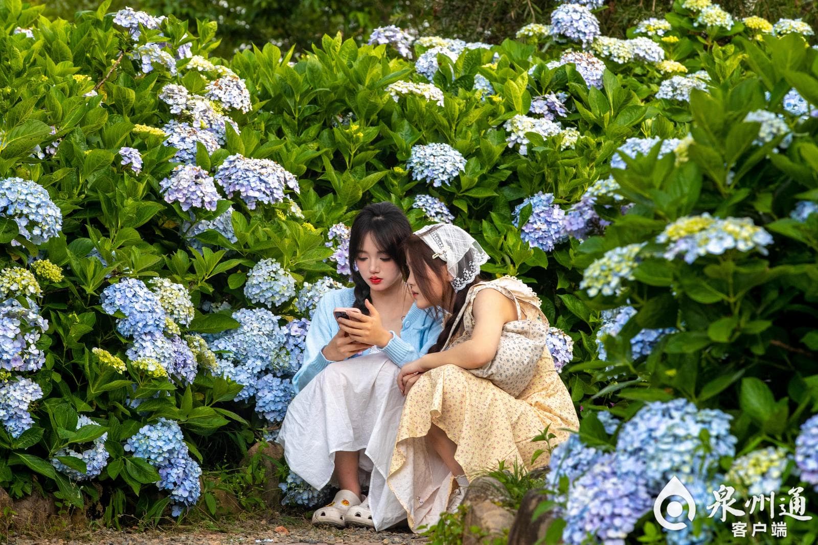 缤纷无尽夏，绣球花满枝！一眼心动的“多巴胺”配色