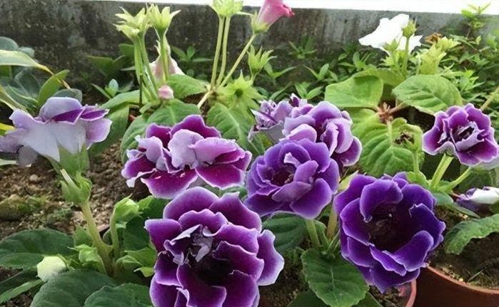8种净化空气高效的盆栽绿植，室内开花的6种清香花卉