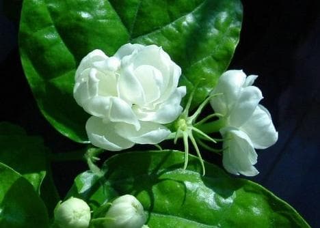 茉莉花的生活习性