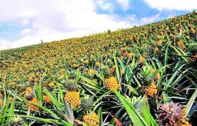 海南菠萝：热带宝藏的甜蜜诱惑