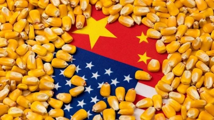 中国大幅削减美国玉米进口：从70%到几乎清零