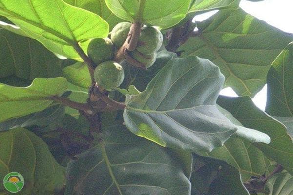 琴叶榕的养殖方法