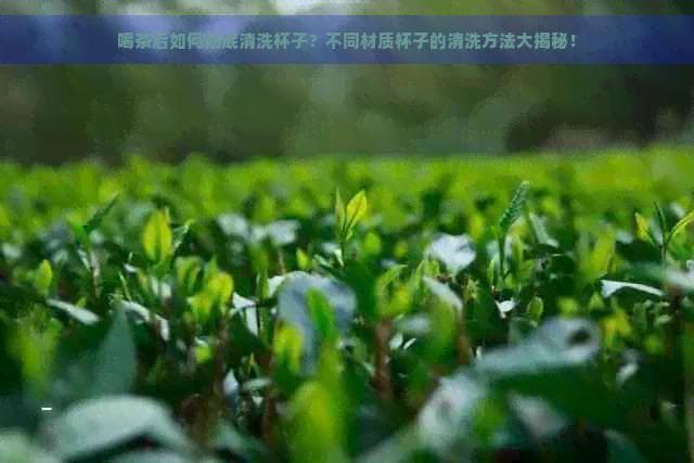 喝茶后如何彻底清洗杯子？不同材质杯子的清洗方法大揭秘！