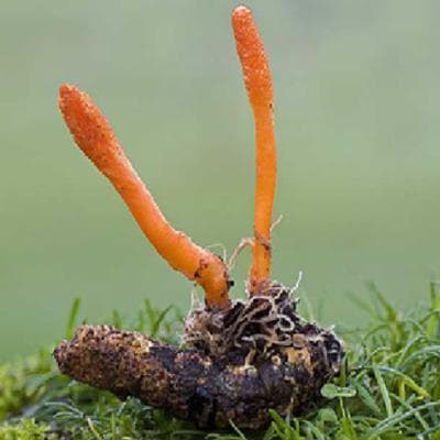 蛹虫草：一种珍贵的药用真菌