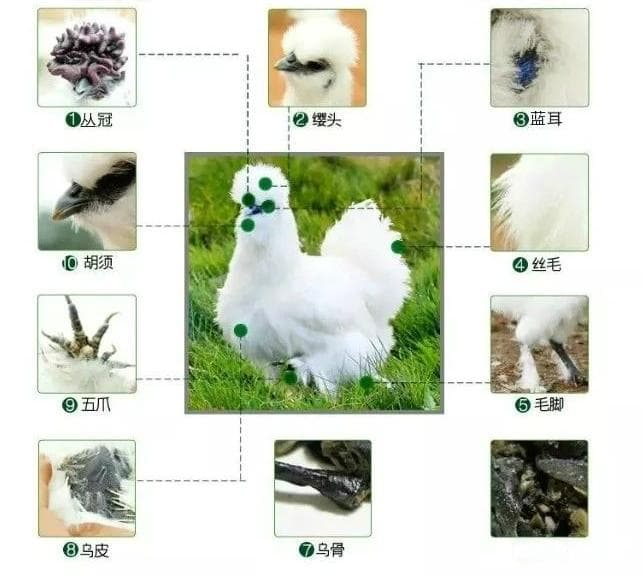 十大特征揭秘丝羽乌骨鸡：兼具观赏药用价值