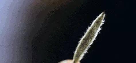 茶毫的功效大，不要浪费啦！