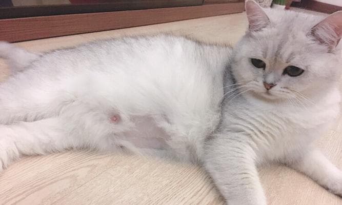 母猫为什么会打小猫？原因分析与预防指南