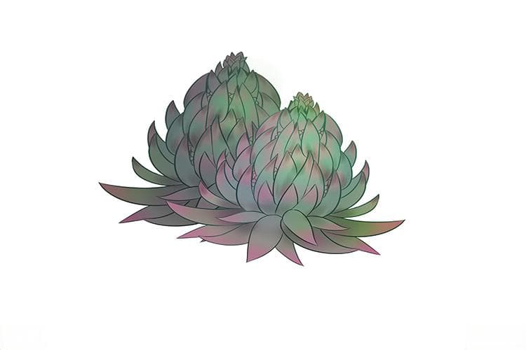 瓦松：清热解毒的中药材