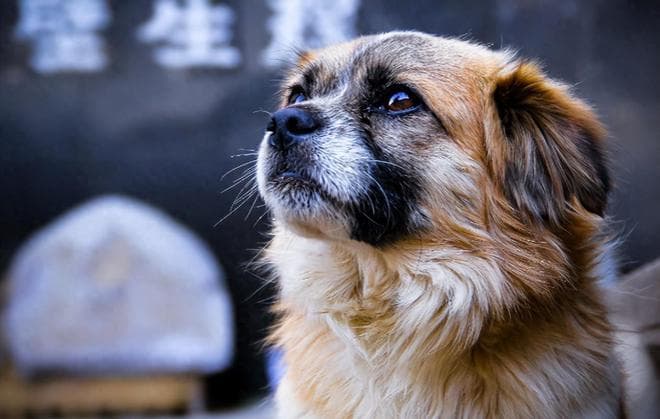 广州“土狗”翻身了！禁养限令正式解除，此前被禁又是什么道理？