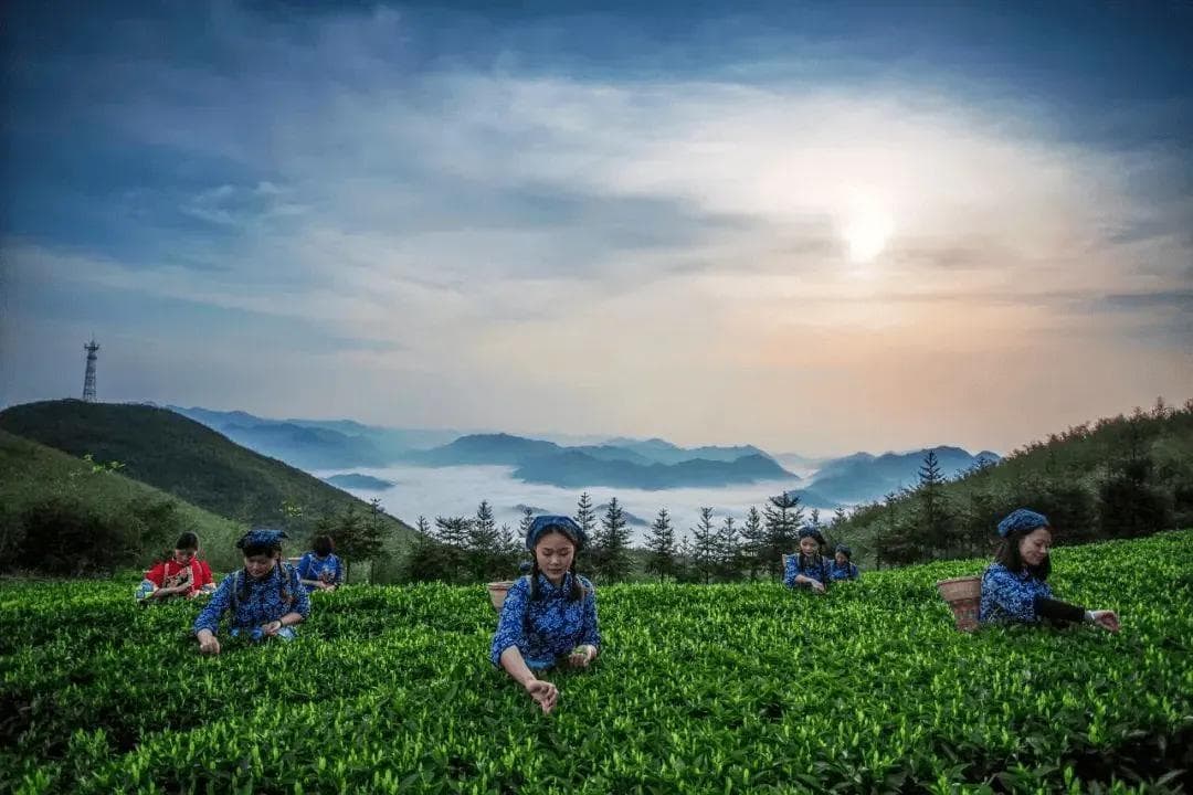 探索黑茶的奥秘与魅力