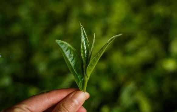茶树成分护肤全解析：从抗菌到美白的多重功效