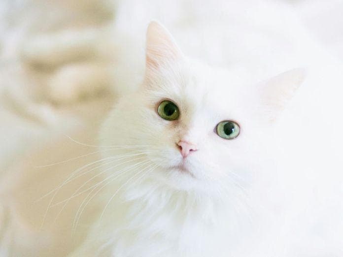 猫咪外耳炎的治疗与预防：常见原因及三大症状