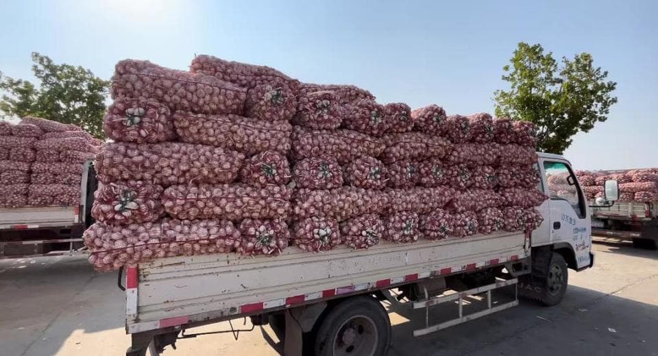 金乡大蒜全产业链齐开花，老百姓端稳增收致富的“金饭碗”