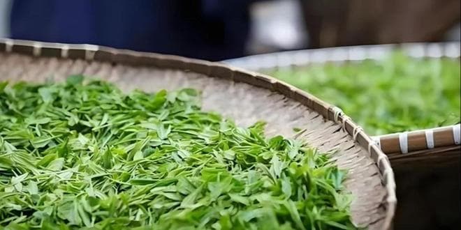 爆火的明前龙井到底啥来头？一文读懂绿茶顶流的魅力与功效！