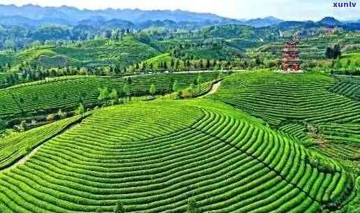 六盘水茶叶品种综述：了解六盘水地区各种茶叶的特点、产地和冲泡方法
