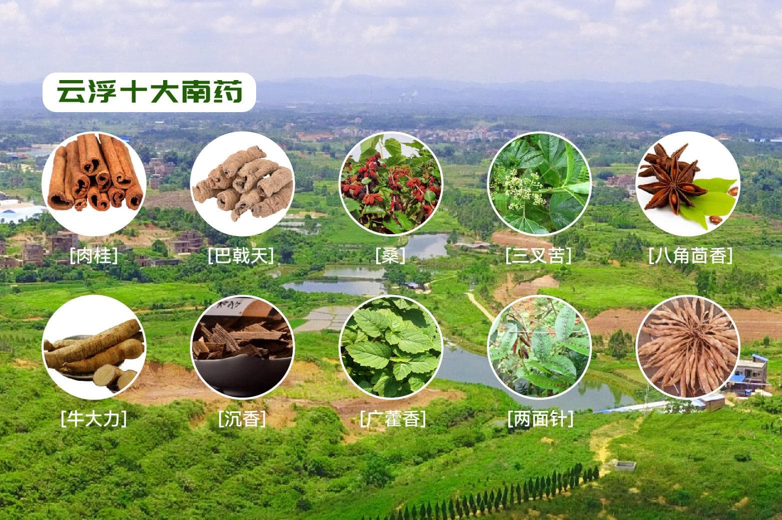 南方观察 | 南药香从云浮来