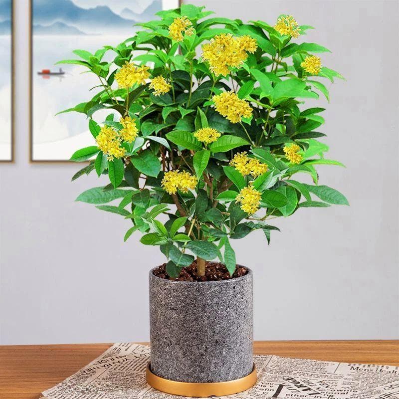 桂花怎么养？八大养殖干货，助你轻松养护桂花盆栽