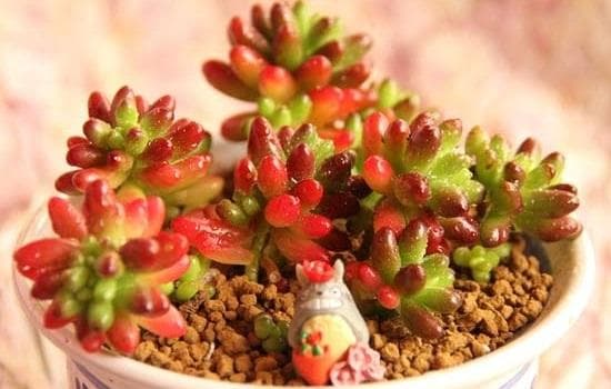 虹之玉多肉可以叶插吗？